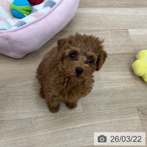 トイ・プードルの写真