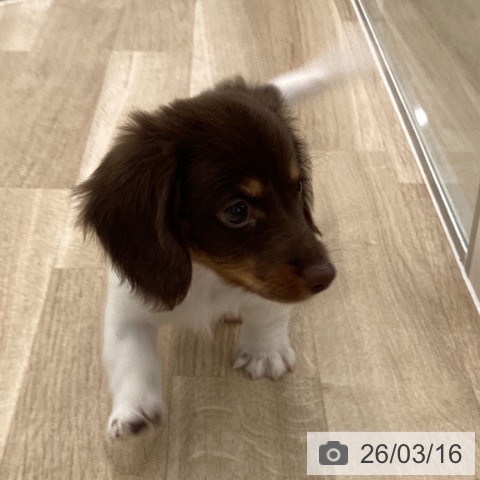 ミニチュア・ダックスフンドの写真