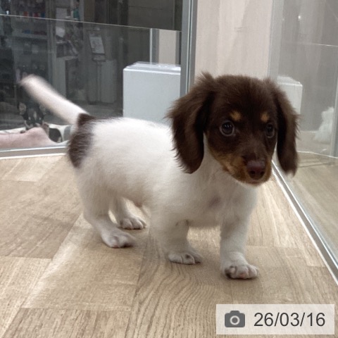 ミニチュア・ダックスフンドの写真