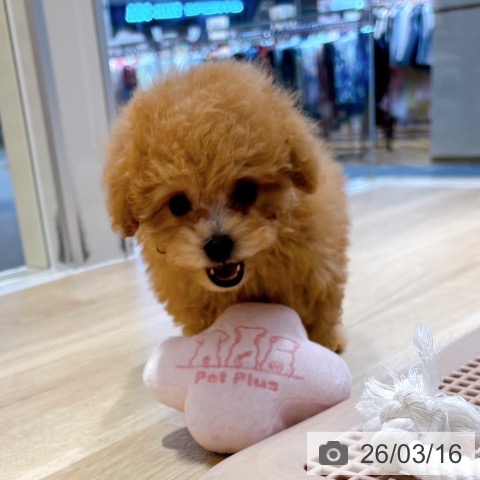 トイ・プードルの写真