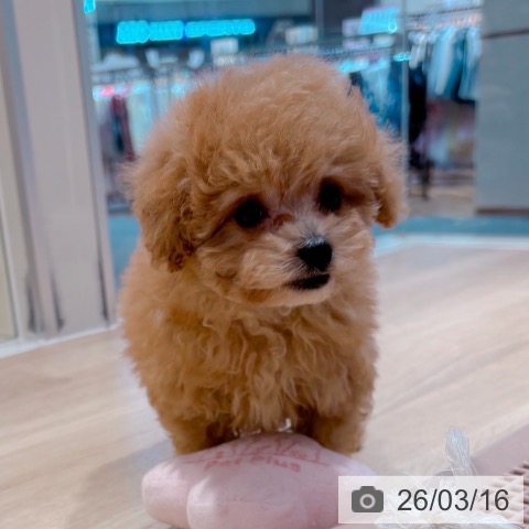 トイ・プードルの写真