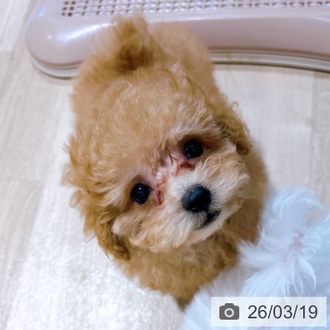 大阪府のトイプードル(トイ) (ペットプラス イオン大日店/2026年1月11日生まれ/男の子/オレンジフォーン)の子犬の4枚目の画像