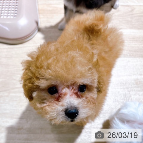 大阪府のトイプードル(トイ) (ペットプラス イオン大日店/2026年1月11日生まれ/男の子/オレンジフォーン)の子犬の3枚目の画像