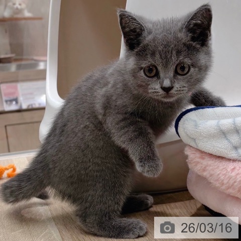 ブリティッシュショートヘアの写真