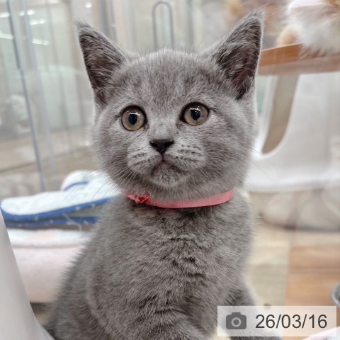 ブリティッシュショートヘアの写真