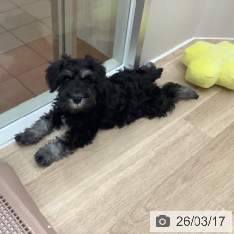 大阪府のミニチュアシュナウザー (ペットプラス 鶴見店/2026年1月6日生まれ/男の子/ブラックシルバー)の子犬の4枚目の画像