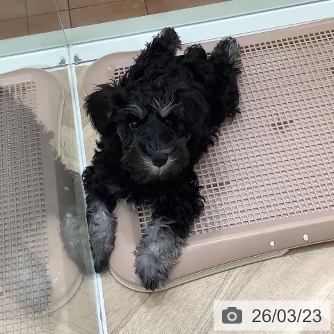 大阪府のミニチュアシュナウザー (ペットプラス 鶴見店/2026年1月6日生まれ/男の子/ブラックシルバー)の子犬の3枚目の画像