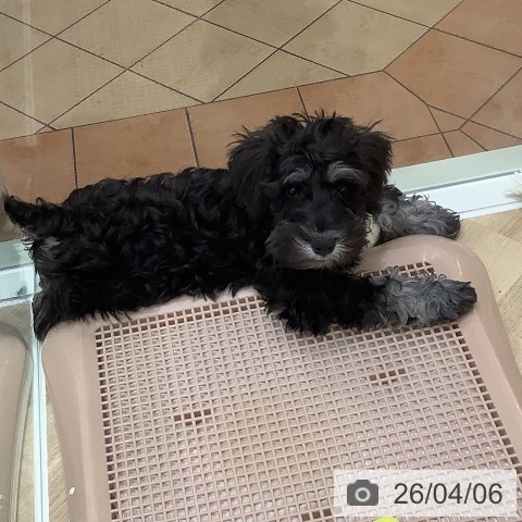 ミニチュア・シュナウザーの写真