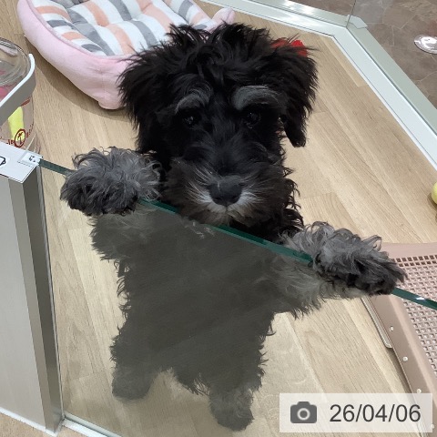 ミニチュア・シュナウザーの写真