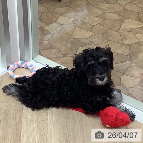 大阪府のミニチュアシュナウザー (ペットプラス 鶴見店/2026年1月6日生まれ/男の子/ブラックシルバー)の子犬の3枚目の画像