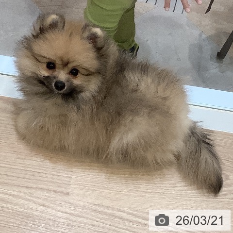 大阪府のポメラニアン (ペットプラス 大阪ドームシティ店/2026年1月14日生まれ/女の子/クリームセーブル)の子犬の4枚目の画像