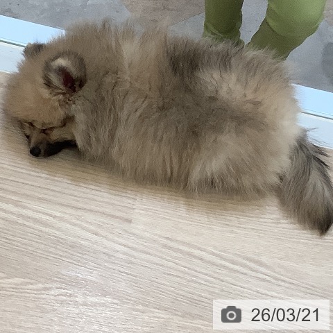 大阪府のポメラニアン (ペットプラス 大阪ドームシティ店/2026年1月14日生まれ/女の子/クリームセーブル)の子犬の3枚目の画像