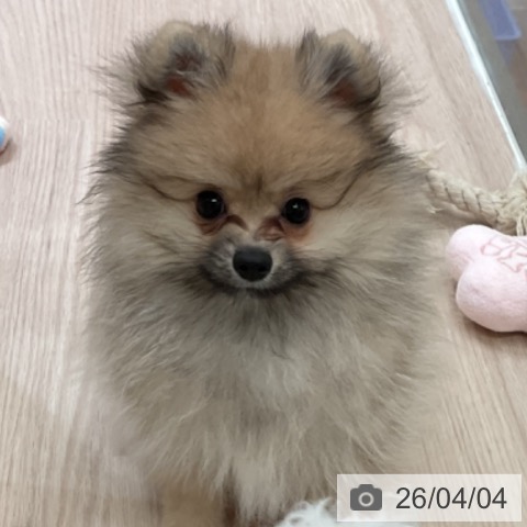 大阪府のポメラニアン (ペットプラス 大阪ドームシティ店/2026年1月14日生まれ/女の子/クリームセーブル)の子犬の4枚目の画像