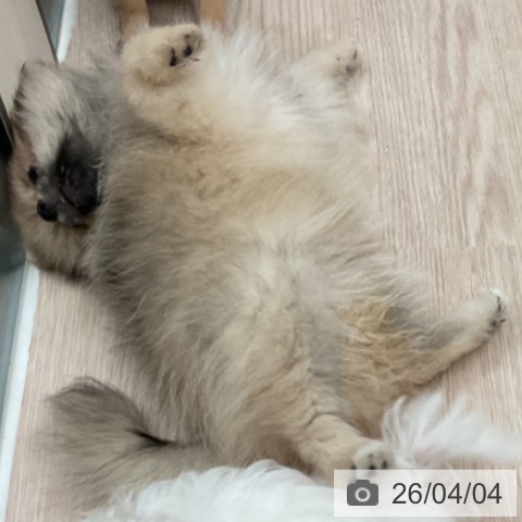 大阪府のポメラニアン (ペットプラス 大阪ドームシティ店/2026年1月14日生まれ/女の子/クリームセーブル)の子犬の3枚目の画像