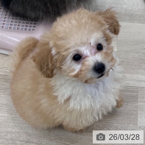 大阪府のトイプードル(トイ) (ペットプラス 松原店/2026年1月4日生まれ/女の子/アプリコット)の子犬の4枚目の画像