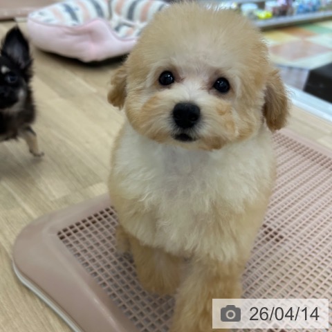 大阪府のトイプードル(トイ) (ペットプラス 松原店/2026年1月4日生まれ/女の子/アプリコット)の子犬の4枚目の画像