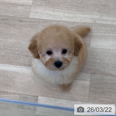 大阪府のトイプードル(トイ) (ペットプラス 松原店/2026年1月4日生まれ/女の子/アプリコット)の子犬の3枚目の画像