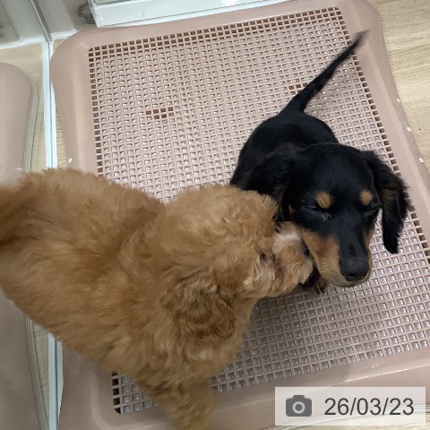 大阪府のトイプードル(トイ) (ペットプラス 鶴見店/2026年1月4日生まれ/男の子/レッド)の子犬の4枚目の画像