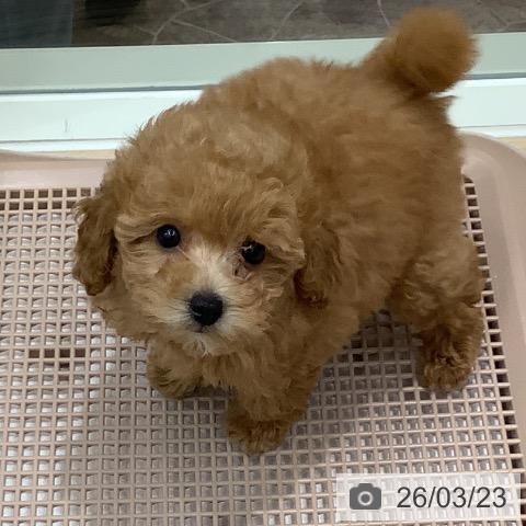 大阪府のトイプードル(トイ) (ペットプラス 鶴見店/2026年1月4日生まれ/男の子/レッド)の子犬の3枚目の画像