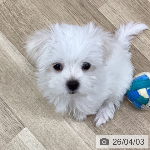 新潟県のマルチーズ (ペットプラス 新潟南店/2026年1月15日生まれ/女の子/ホワイト)の子犬の3枚目の画像