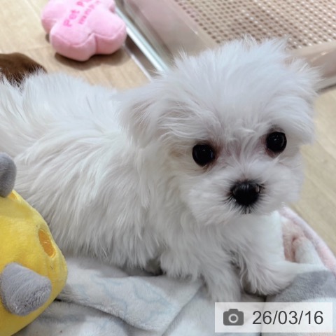 マルチーズの写真