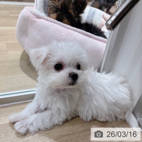 マルチーズの写真