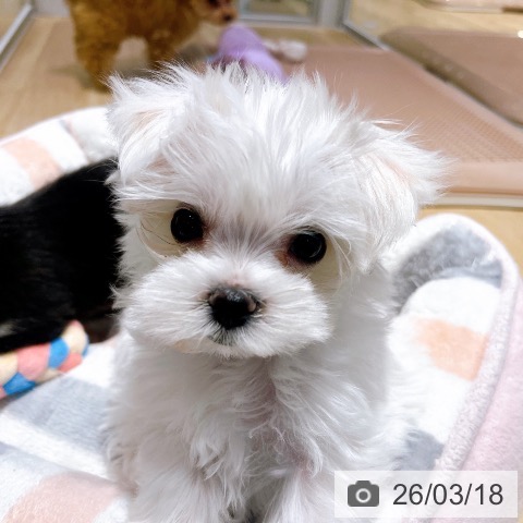 大阪府のマルチーズ (ペットプラス イオン大日店/2026年1月15日生まれ/女の子/ホワイト)の子犬の3枚目の画像