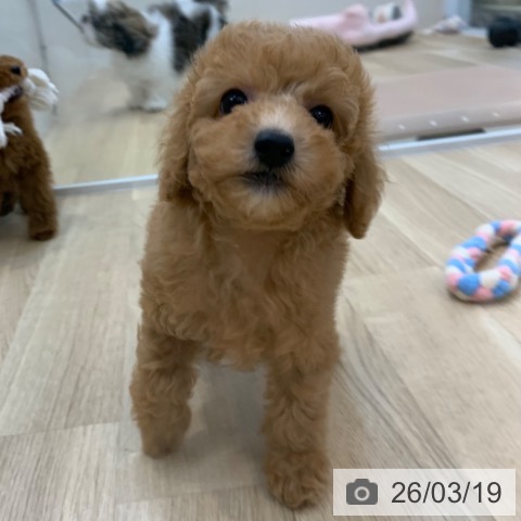 トイ・プードルの写真