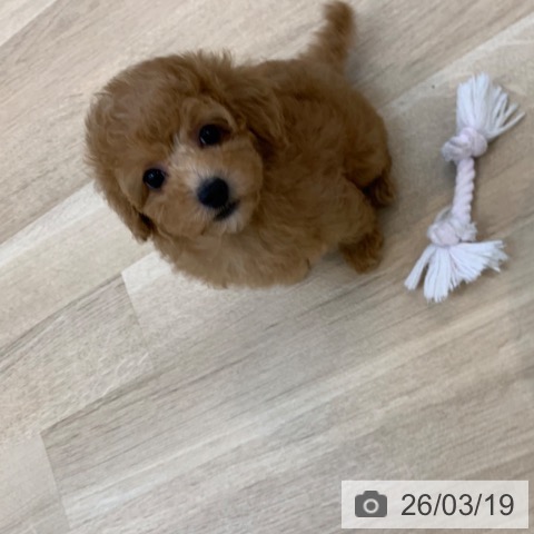 トイ・プードルの写真