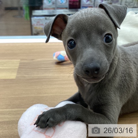 イタリアン・グレーハウンドの写真