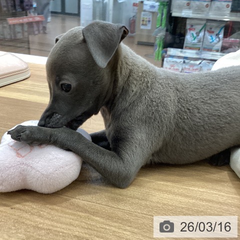 イタリアン・グレーハウンドの写真