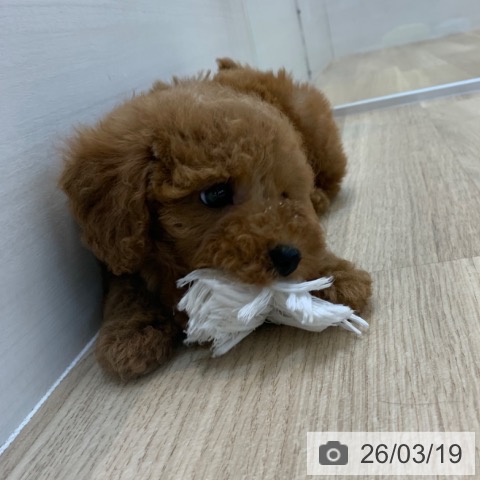 トイ・プードルの写真