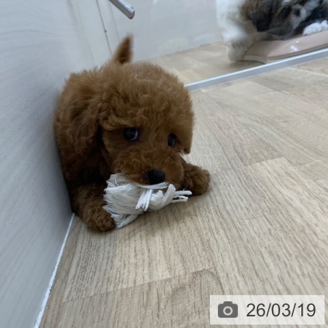 トイ・プードルの写真