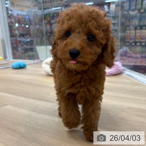 京都府のトイプードル(トイ) (ペットプラス 久御山店/2026年1月12日生まれ/男の子/レッド)の子犬の4枚目の画像