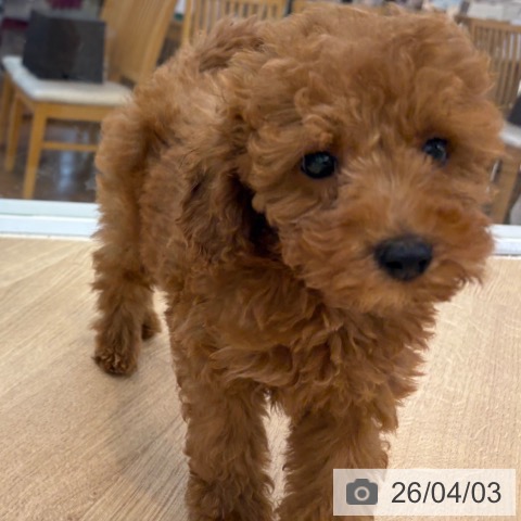 京都府のトイプードル(トイ) (ペットプラス 久御山店/2026年1月12日生まれ/男の子/レッド)の子犬の3枚目の画像