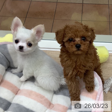 大阪府のトイプードル(トイ) (ペットプラス 鶴見店/2026年1月12日生まれ/男の子/レッド)の子犬の4枚目の画像