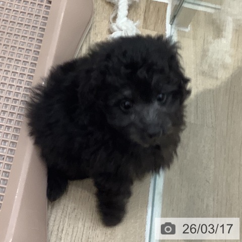 トイ・プードルの写真