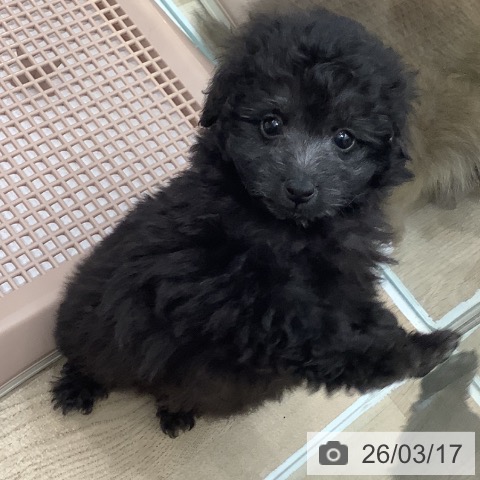 トイ・プードルの写真