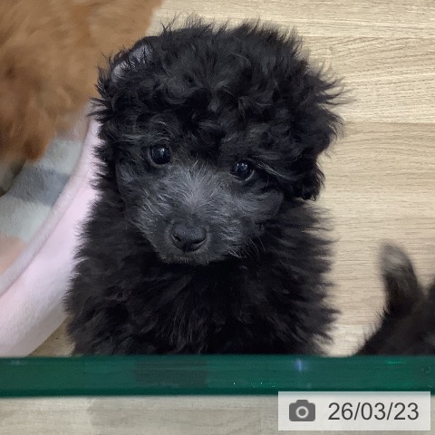 大阪府のトイプードル(トイ) (ペットプラス 鶴見店/2026年1月13日生まれ/男の子/シルバー)の子犬の4枚目の画像