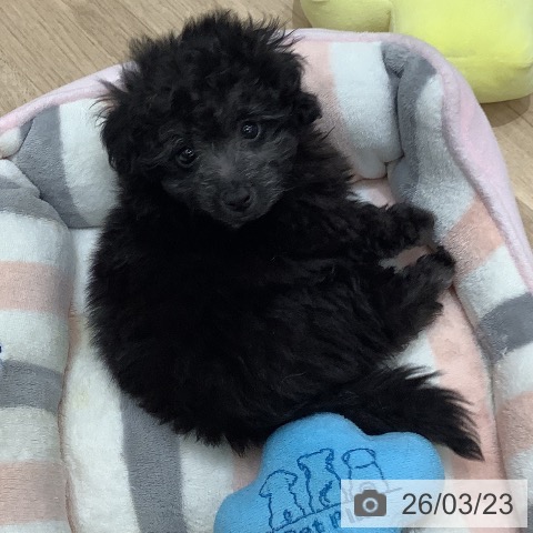 大阪府のトイプードル(トイ) (ペットプラス 鶴見店/2026年1月13日生まれ/男の子/シルバー)の子犬の3枚目の画像