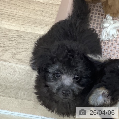 大阪府のトイプードル(トイ) (ペットプラス 鶴見店/2026年1月13日生まれ/男の子/シルバー)の子犬の4枚目の画像