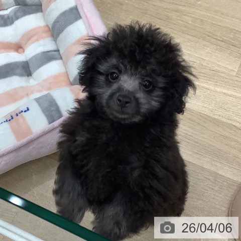 大阪府のトイプードル(トイ) (ペットプラス 鶴見店/2026年1月13日生まれ/男の子/シルバー)の子犬の3枚目の画像