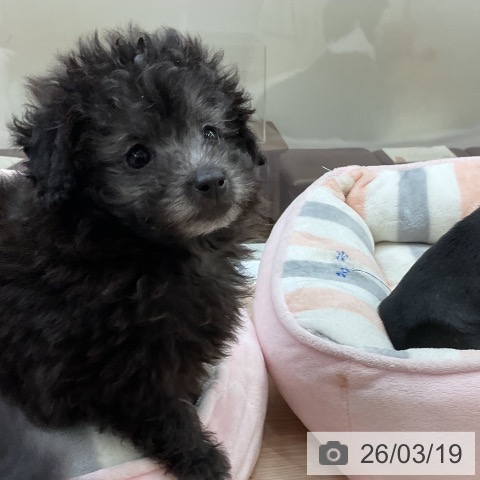 トイ・プードルの写真