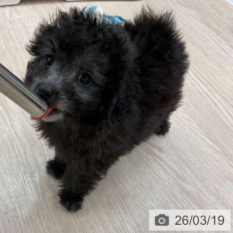 トイ・プードルの写真