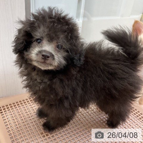 大阪府のトイプードル(トイ) (ペットプラス ららぽーと和泉店/2026年1月13日生まれ/男の子/シルバー)の子犬の4枚目の画像