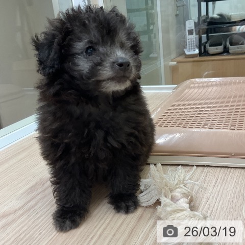 トイ・プードルの写真