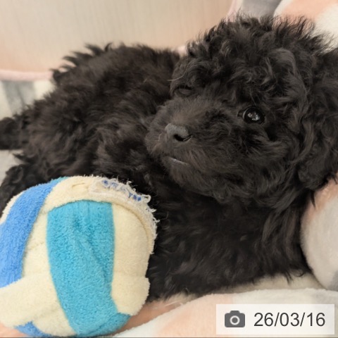 トイ・プードルの写真