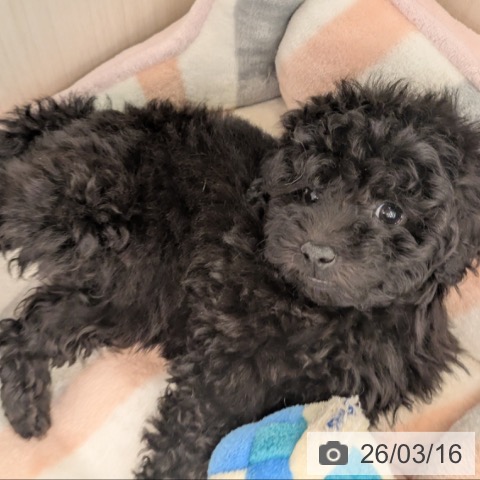 トイ・プードルの写真