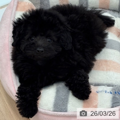 大阪府のトイプードル(トイ) (ペットプラス 大阪ドームシティ店/2026年1月13日生まれ/女の子/ブラック)の子犬の4枚目の画像