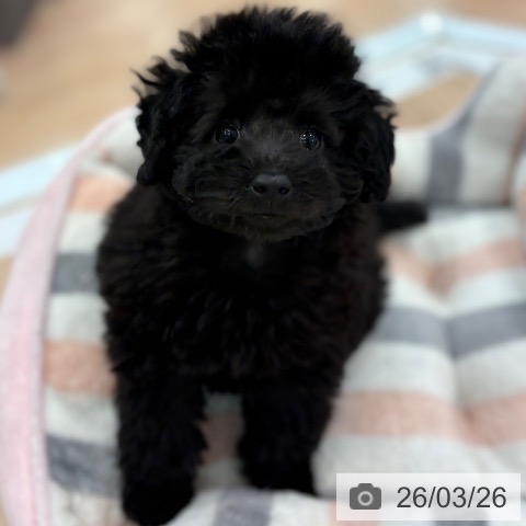 大阪府のトイプードル(トイ) (ペットプラス 大阪ドームシティ店/2026年1月13日生まれ/女の子/ブラック)の子犬の3枚目の画像